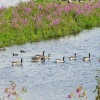 Canada Geese