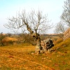 The 'Blasted Oak' at Brough Castle, Cumbria.