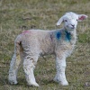 Spring Lamb on Romney Marsh