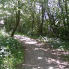 Walk in the woods