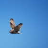 Short Eared Owl at Whitburn