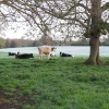 Hinwick