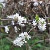 Blossom at Boddington Reservoir