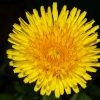 Yellow Dandelion, Colnbrook