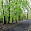 Pathway At Edge Of Woods
