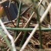 Blackbird  on nest