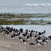 Broughty Ferry