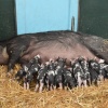 Feeding time at Hatton Country World !