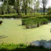 Bressingham Gardens