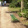 Peacock, Brownsea Island