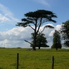 Waldershare Park near Eythorne