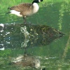 A Canada Goose in Watermead Country Park