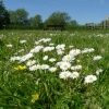 An English meadow in Watermead Country Park