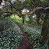 Little path Silverdale