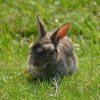 Woodhall Hare