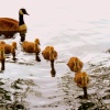 Canada Goose and family in Watermead