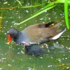 A Moorhen and it's chick in Watermead