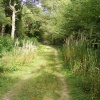 Path through a wood at Hamstreet