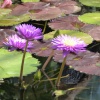 Water Lilly collection