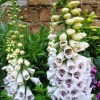 Stoneleigh Abbey Gardens