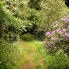 Woods, Stoneleigh Abbey Gardens