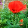 Poppy, Stoneleigh Abbey Gardens