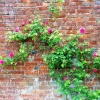 Stoneleigh Abbey Gardens