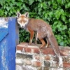 On a neighbours wall