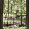 Forest of Dean Stream
