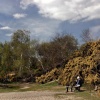 Arne RSPB Reserve, Dorset