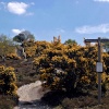 Arne RSPB Reserve, Dorset