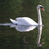 Swan on the lake, Priory Park, Reigate