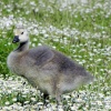 Canada Goose fledgling