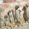 Woodside animal and Falconry Park...seemples