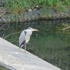 Heron at Worsbrough Mill Dam