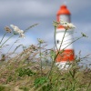 Grasses at Souter Lighthouse