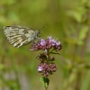 Female Marbled White butterfly