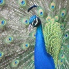 Peacock at Kew Gardens