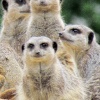 Meerkats at Longleat Safari Park