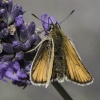 Lynton, Watersmeet, Small Skipper Butterfly