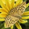 Lynton, N.T. Watersmeet. Yellow Butterfly