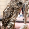 Little Owl 2 Haverthwaite