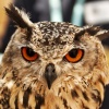 Eagle Owl 1 Haverthwaite