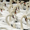 Swans at Windsor