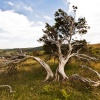Torver Common Tree Coniston