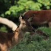 Deerpark at Calke Abbey