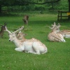 Fallow Deer
