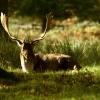 Bradgate Park
