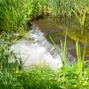 The Trout Stream