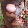 Fungi on tree stump at Nidd.